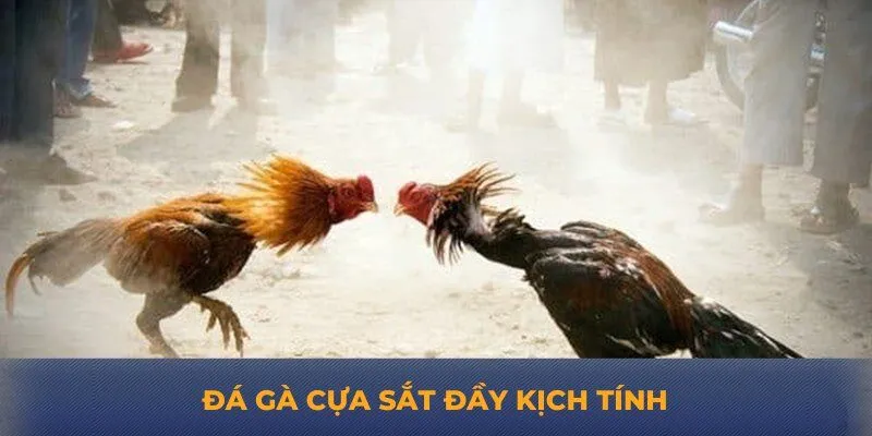 Đá gà cựa sắt đầu kịch tính