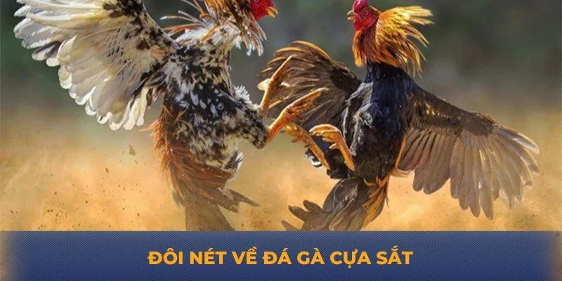 Đôi nét về đá gà cựa sắt