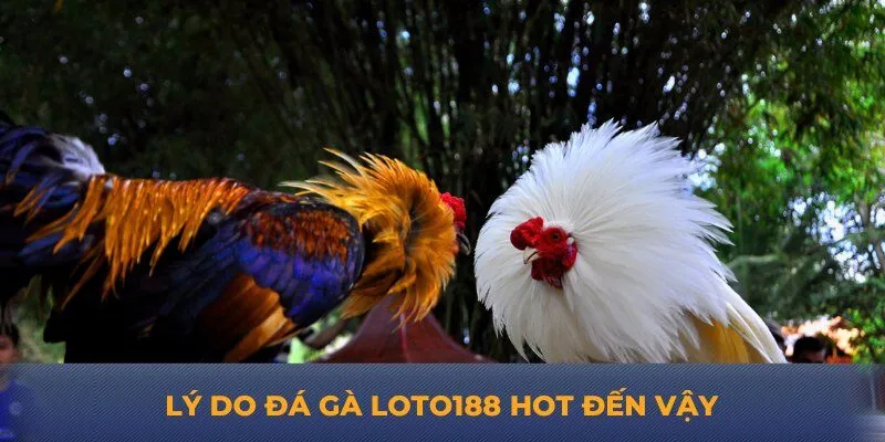 Lý do đá gà Loto188 hot đến vậy