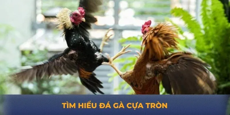 Tìm hiểu đá gà cựa tròn